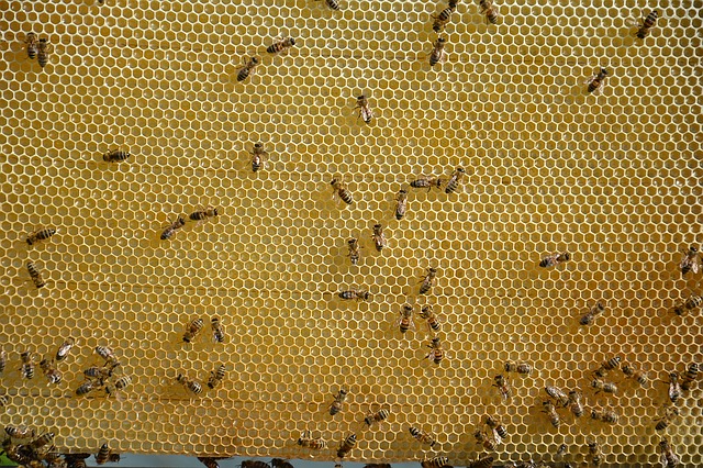 3. Naturalna węza pszczela - Api-inhalacje.pl